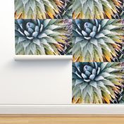 Agave Photo Design