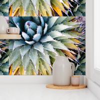 Agave Photo Design