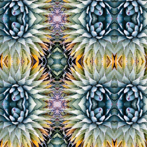 Agave Photo Design