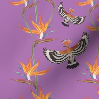 Bird of Paradise Hoopoe and Strelitzia 