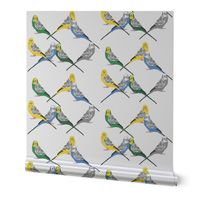 Parakeets Looking at You - Multicolor