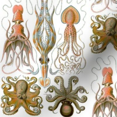 Ernst Haeckel Gamochonia Octopus Natural