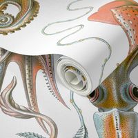 Ernst Haeckel Gamochonia Octopus Natural