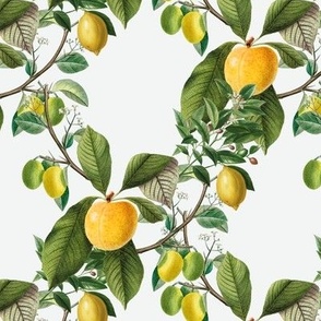 Yellow Apples and Lemon Citrus on Tree Branches