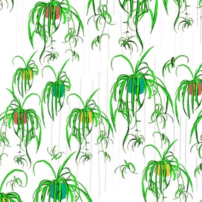 Spider_plants_in_the_rain_-_white_background
