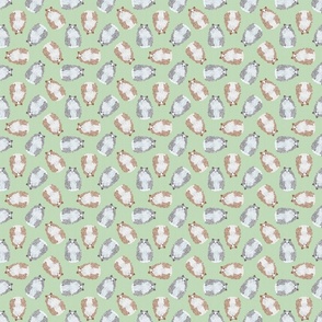 SCATTERED RAGDOLL MIX GREEN 8
