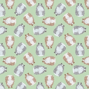 SCATTERED RAGDOLL MIX GREEN 16