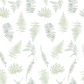 Tossed Ferns on white