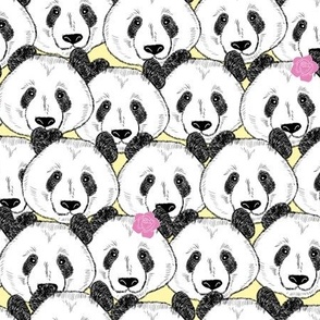 Many female pandas