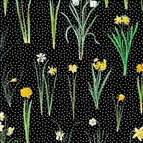 Daffodils and polka dots on black ground