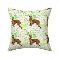 Italian greyhound and daisies fabric