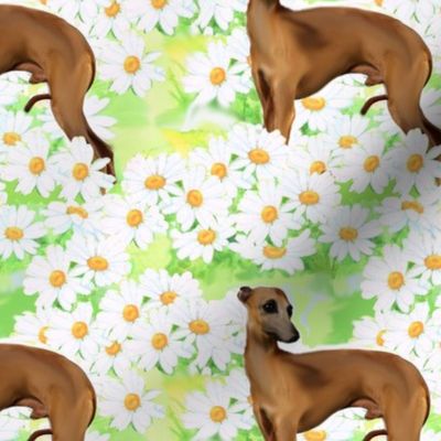 Italian greyhound and daisies fabric