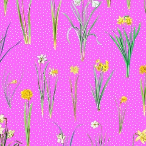 Daffodils and polka dots on pink ground