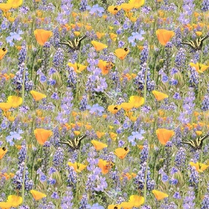 California Poppies and Lupines