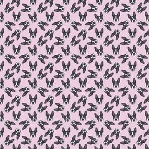 BOSTON HEAD PATTERN PINK 8