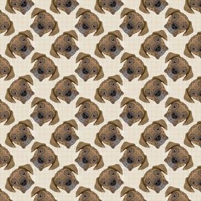 FAWN BOXER PATTERN BEIGE 8