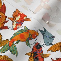 Spectacular Koi on a white background, smaller scale