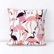 Flamingos