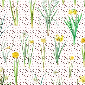 Daffodils and red polka dots on white ground 