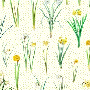Daffodils and sun yellow polka dots on white ground 
