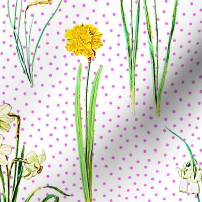 Daffodils and pink polka dots on white ground 