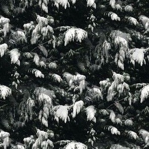 Snowy Evergreens | Seamless Photo Print