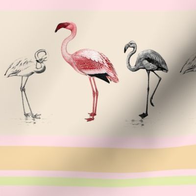 Flamingo Border