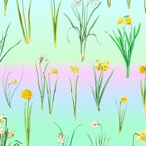 Daffodils and polka dots on winterwonderland rainbow