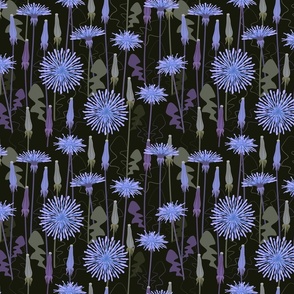 Blue dandelions