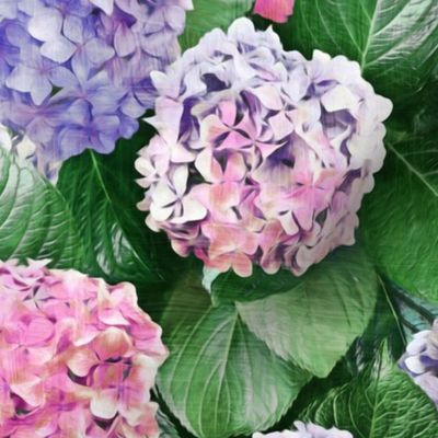Radiant Hydrangeas in Pink, Purple and Green