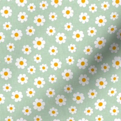 daisy - green - spring flowers - LAD22