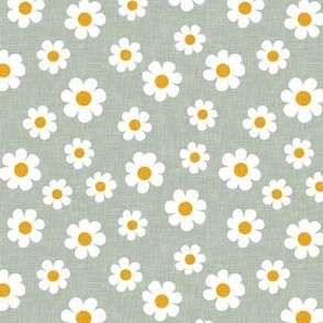 daisy - sage whisp - spring flowers - LAD22
