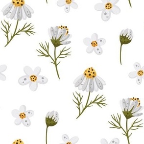 Daisy chamomile spring flower.