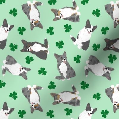 Tiny merle and black Cardigan Welsh Corgi - shamrocks