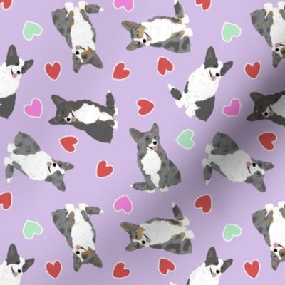 Tiny merle and black Cardigan Welsh Corgi - Valentine hearts