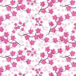 sakura blossoms pink on white
