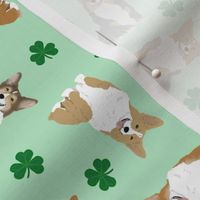 Tiny Pembroke Welsh Corgi - shamrocks