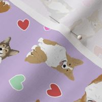 Tiny Pembroke Welsh Corgi - Valentine hearts