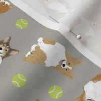 Tiny fluffy Pembroke Welsh Corgi - tennis balls