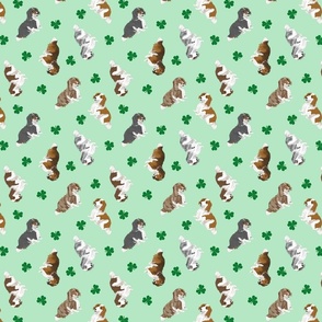 Tiny piebald Longhaired Dachshunds - shamrocks