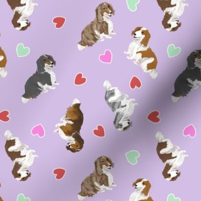 Tiny piebald Longhaired Dachshunds - Valentine hearts
