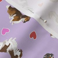 Tiny piebald Longhaired Dachshunds - Valentine hearts