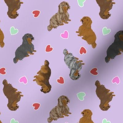 Tiny Longhaired Dachshunds - Valentine hearts