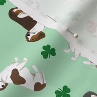 Tiny piebald Smooth Dachshunds - shamrocks