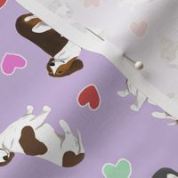 Tiny piebald Smooth Dachshunds - Valentine hearts