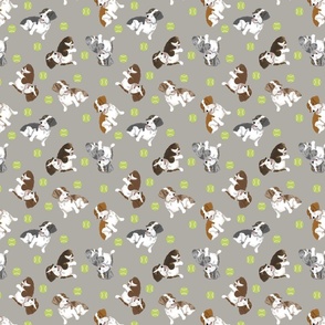 Tiny piebald Wirehaired Dachshunds - tennis balls