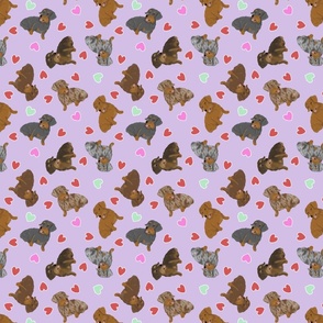 Tiny Wirehaired Dachshunds - Valentine hearts