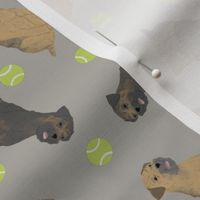 Tiny Border Terriers - tennis balls
