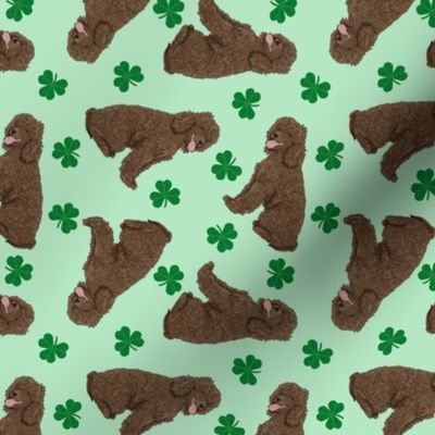 Tiny Irish Water Spaniel - shamrocks