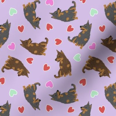 Tiny Lancashire Heelers - Valentine hearts